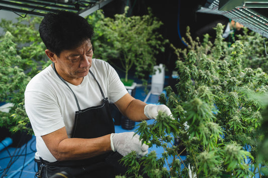 El Autocultivo de Cannabis en Colombia y la Lucha por su Legalización