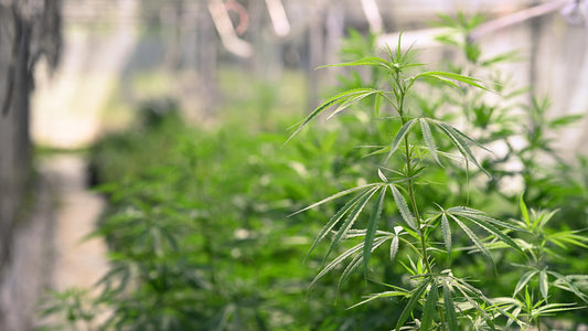 Cultivo Orgánico de Cannabis: Beneficios y Técnicas