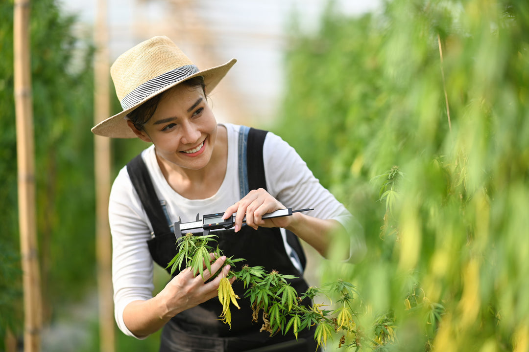 7 Recomendaciones Clave Antes de Comenzar tu Cultivo de Cannabis