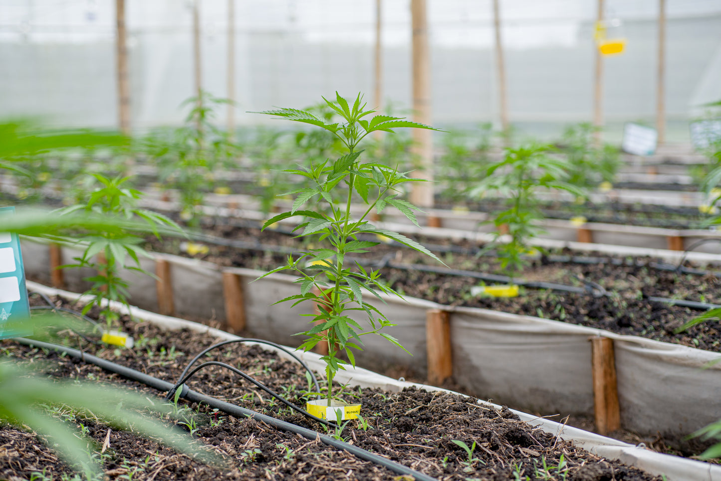 Esmeralda Medicinal 3 – Semillas feminizadas