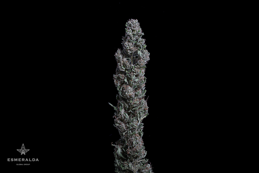 Esmeralda Medicinal 16 – Semillas feminizadas
