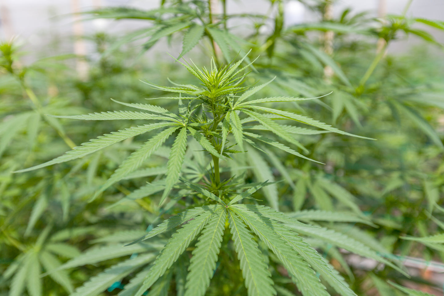 Esmeralda Medicinal 20 – Semillas feminizadas