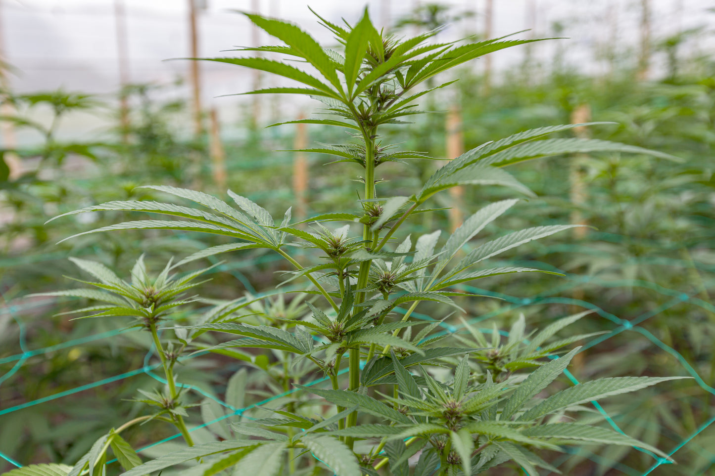 Esmeralda Medicinal 16 – Semillas feminizadas