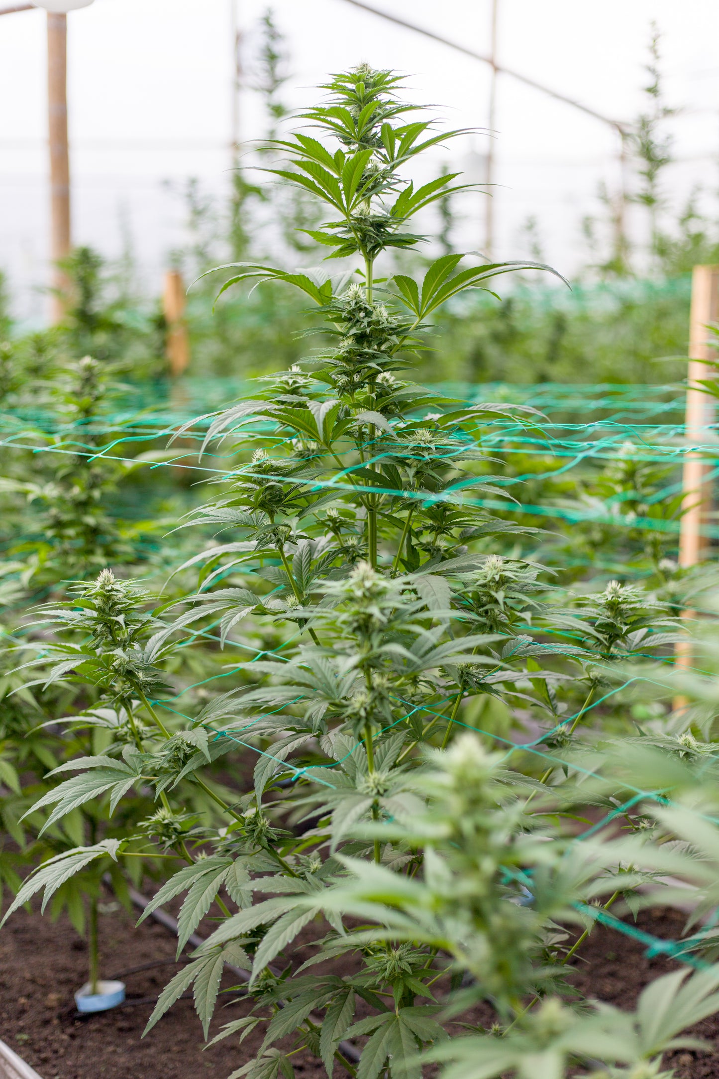 Esmeralda Medicinal 16 – Semillas feminizadas