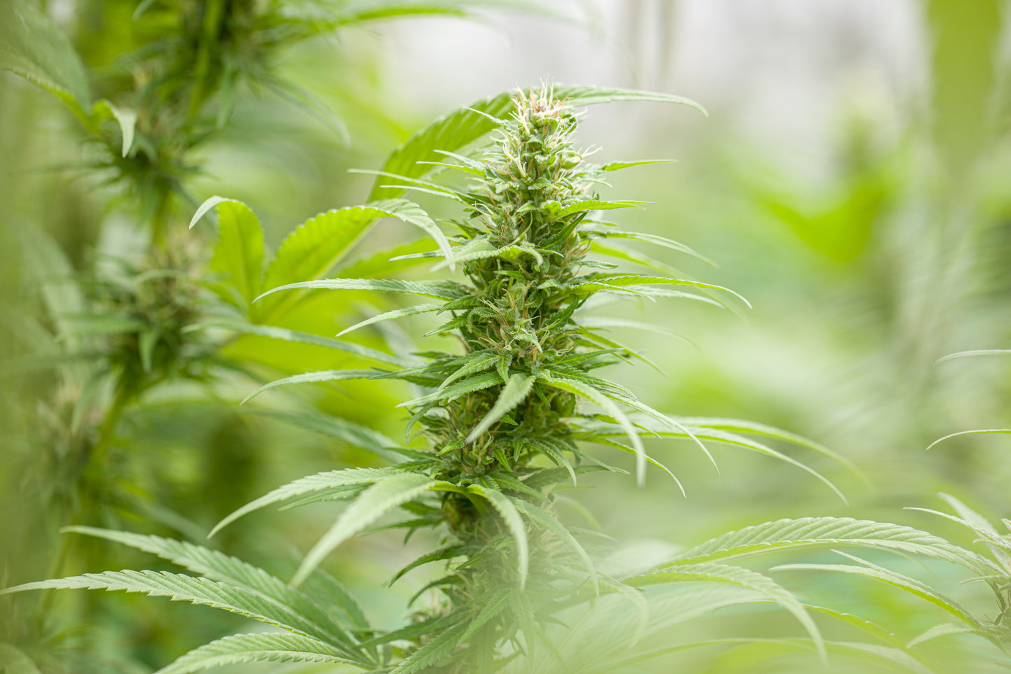Esmeralda Medicinal 20 – Semillas feminizadas