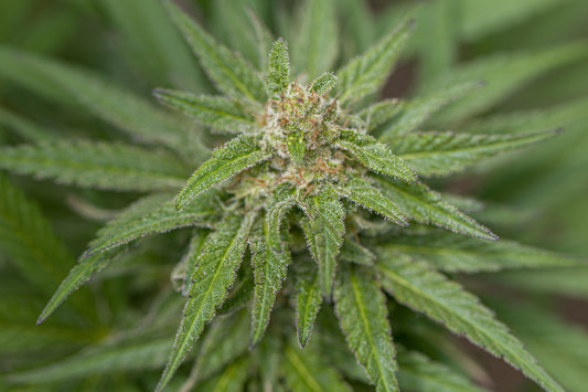 Esmeralda - Semillas Feminizadas THC