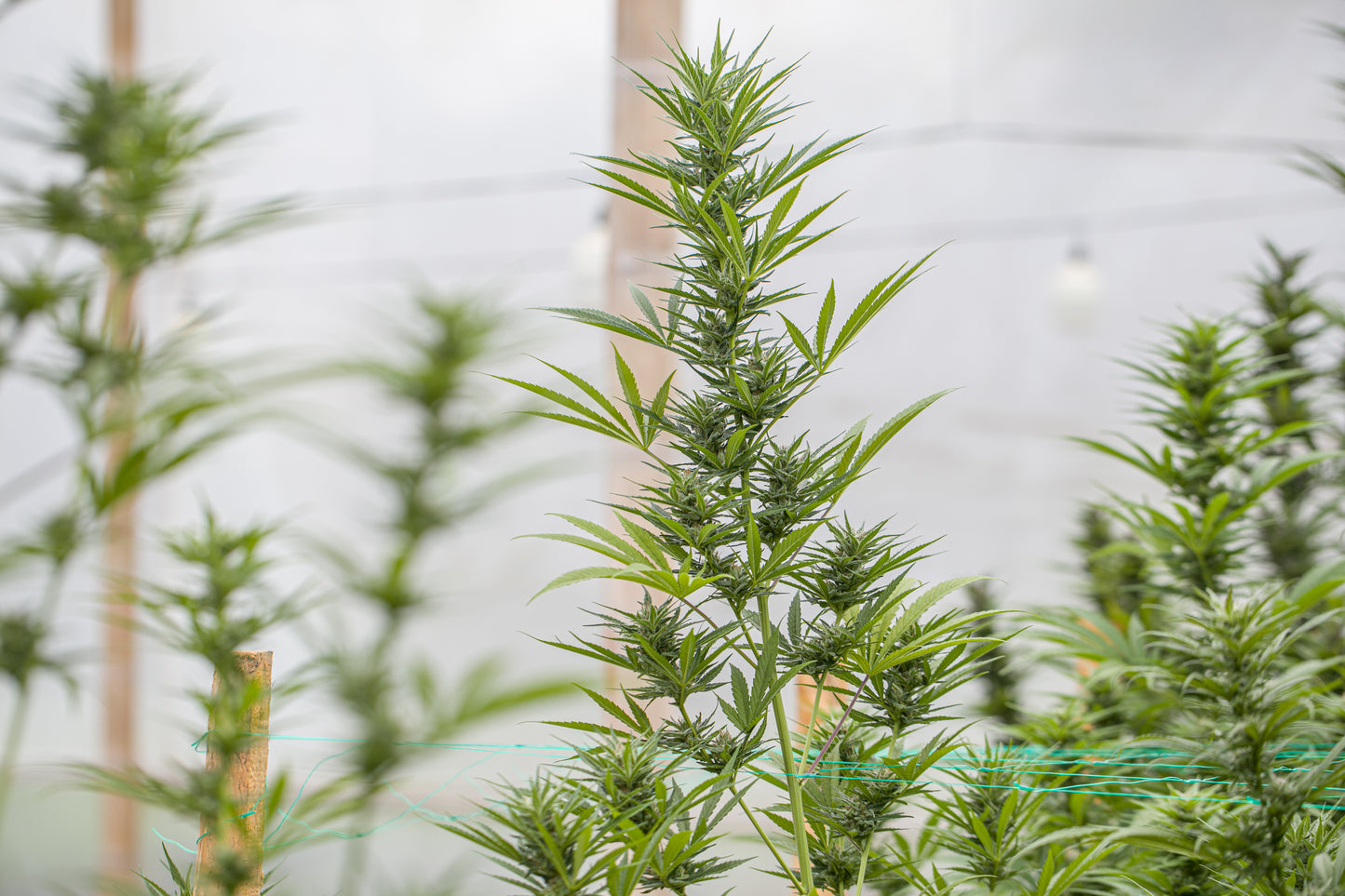 Esmeralda Medicinal 3 – Semillas feminizadas