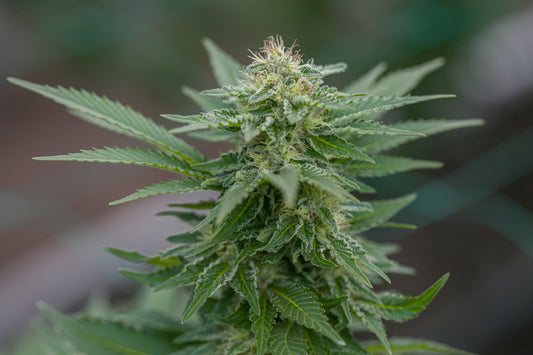 Lola - Semilla Feminizada THC