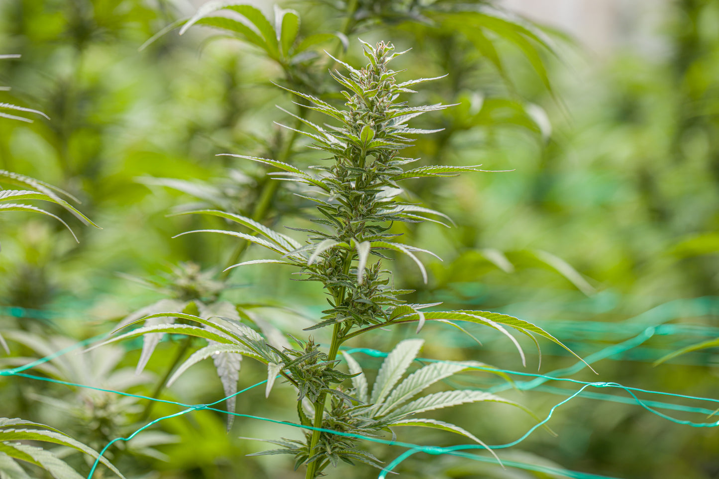 Esmeralda Medicinal 20 – Semillas feminizadas