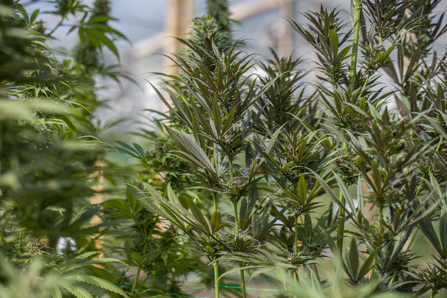 Esmeralda Medicinal 3 – Semillas feminizadas