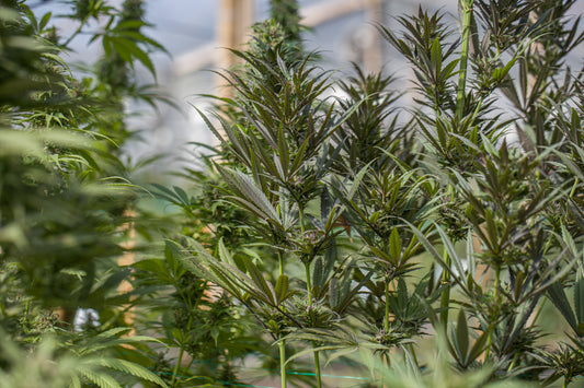 Esmeralda Medicinal 3 – Semillas feminizadas