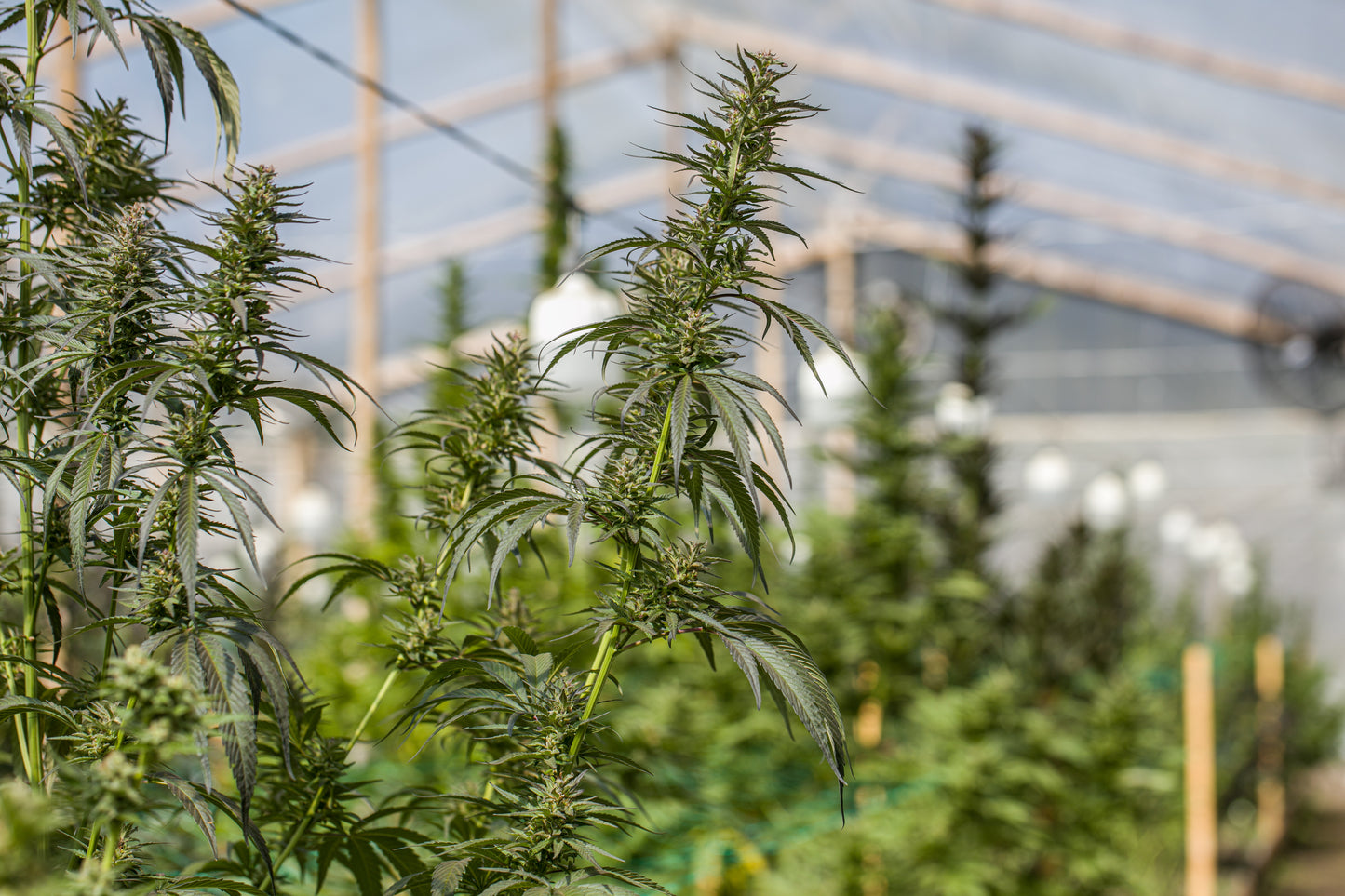 Esmeralda Medicinal 20 – Semillas feminizadas