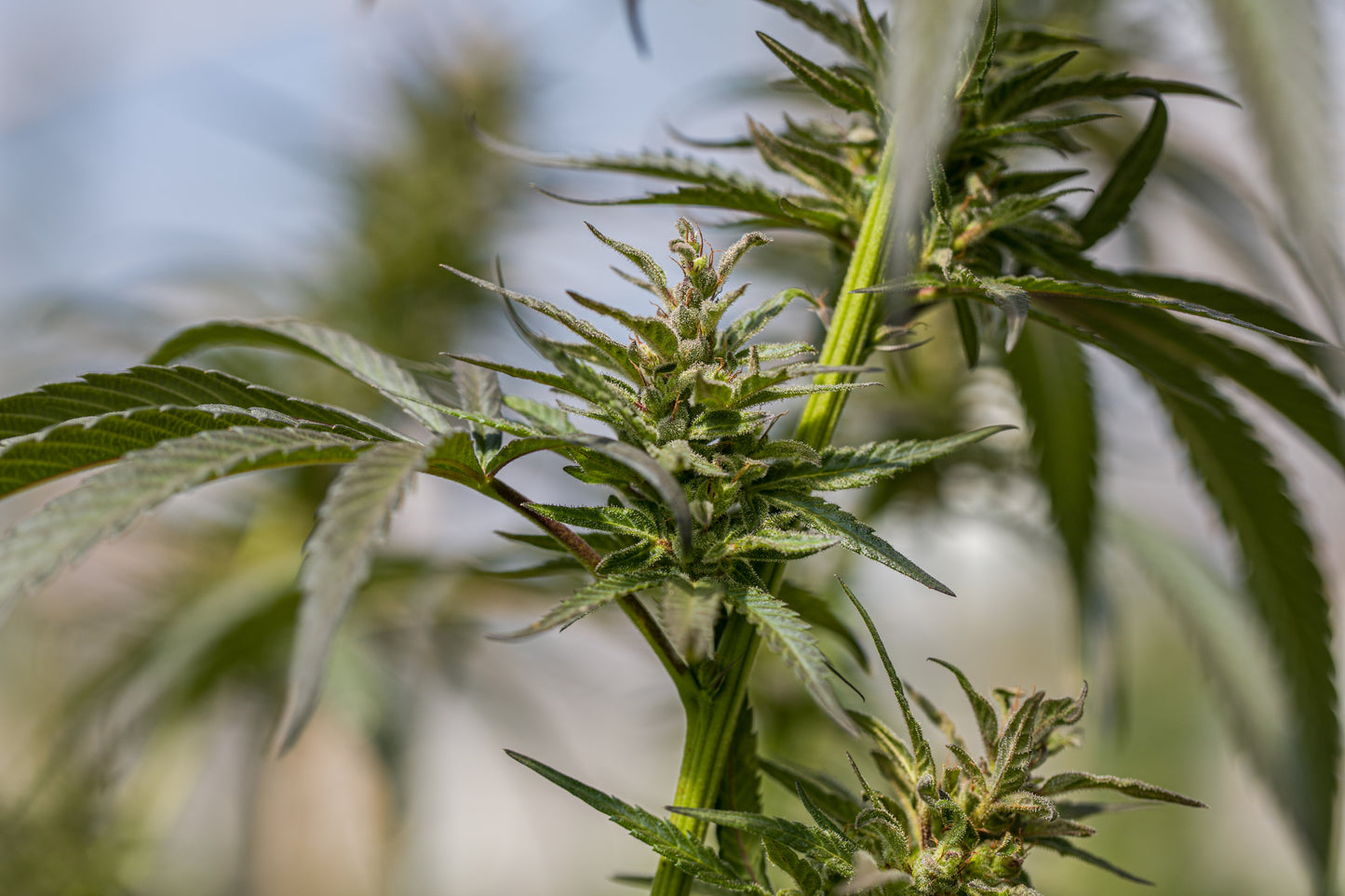 Esmeralda Medicinal 20 – Semillas feminizadas