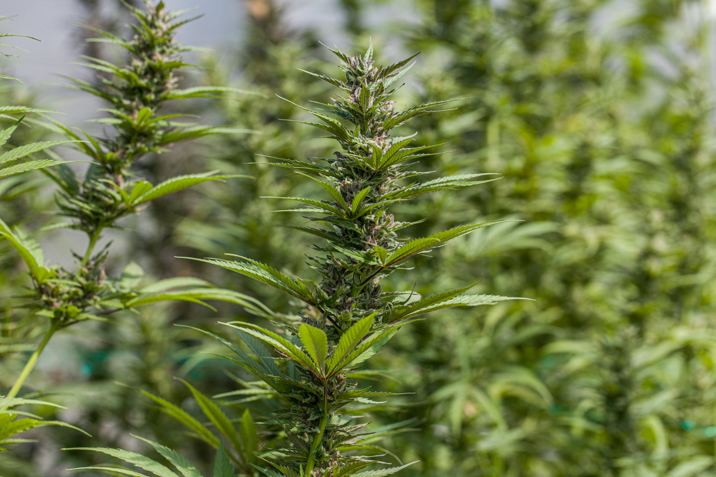 Esmeralda Medicinal 3 – Semillas feminizadas