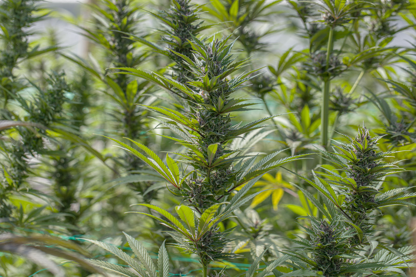 Esmeralda Medicinal 3 – Semillas feminizadas