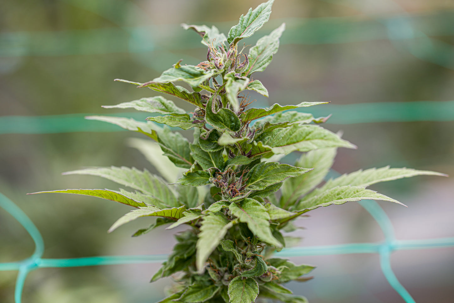 Esmeralda Medicinal 3 – Semillas feminizadas
