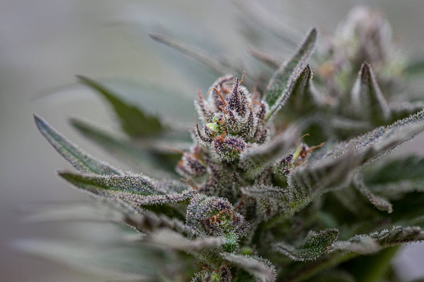 Esmeralda Medicinal 3 – Semillas feminizadas