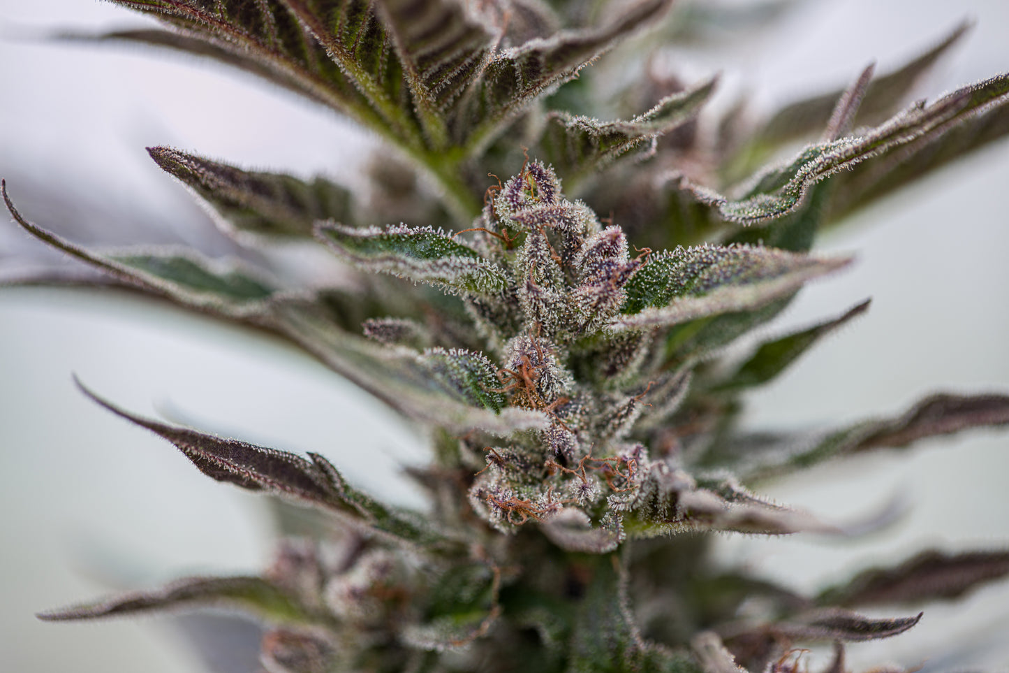 Esmeralda Medicinal 3 – Semillas feminizadas