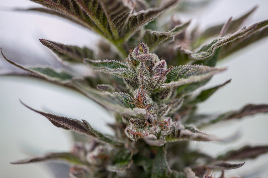 Esmeralda Medicinal 3 – Semillas feminizadas