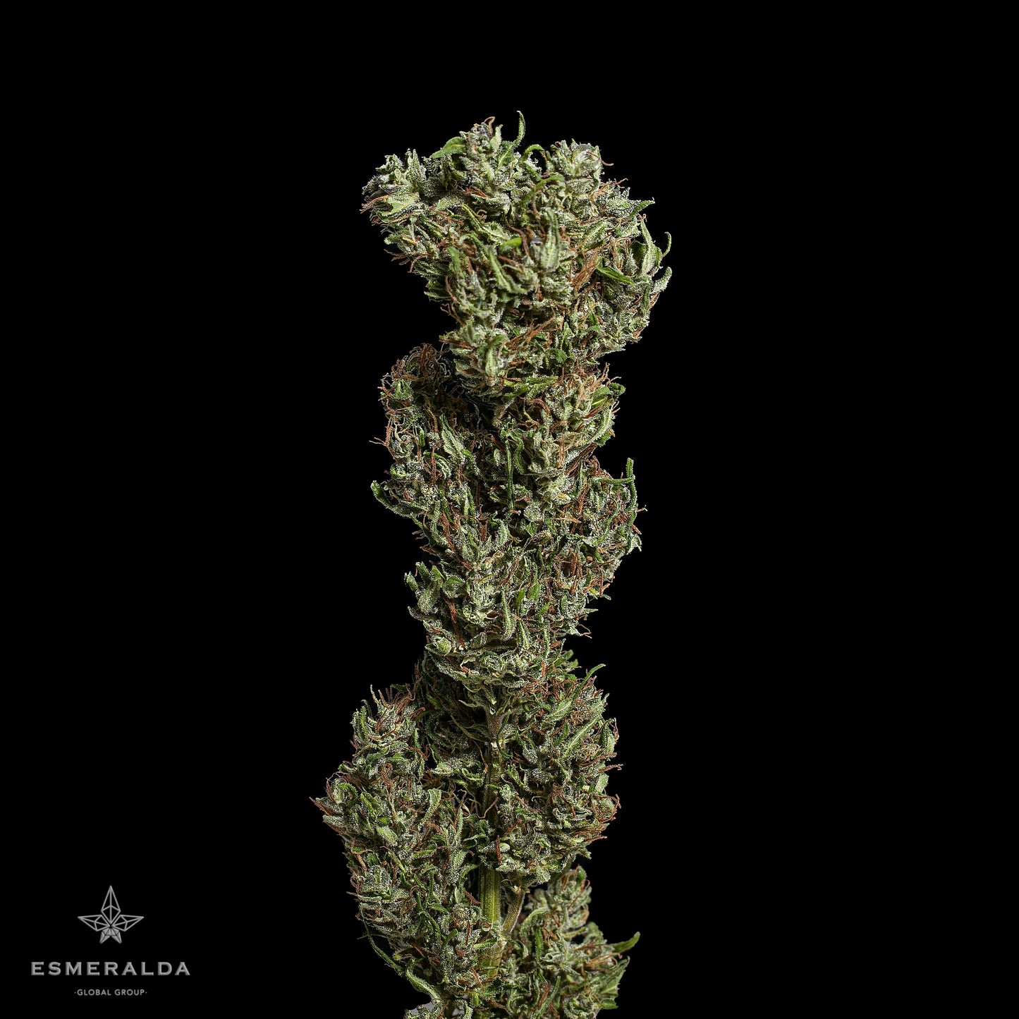 Esmeralda Medicinal 20 – Semillas feminizadas