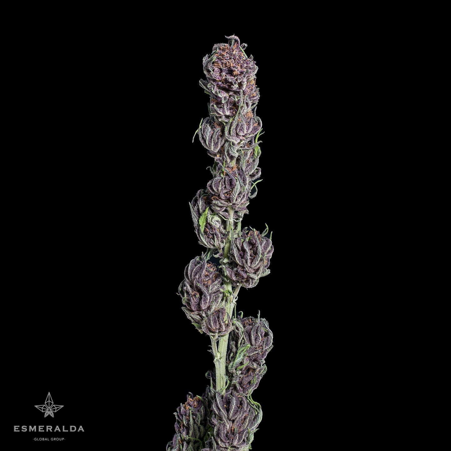 Esmeralda Medicinal 17 – Semillas feminizadas