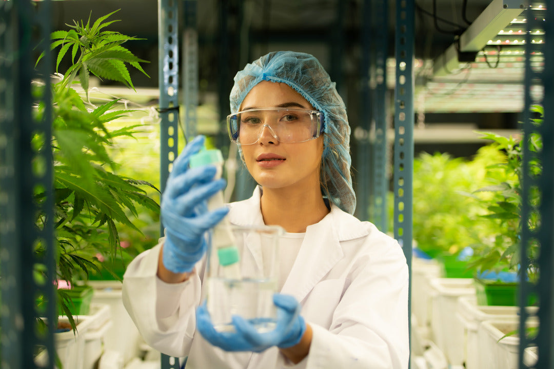 Cómo Iniciar un Negocio de Cultivo de Cannabis: Guía para Empresarios