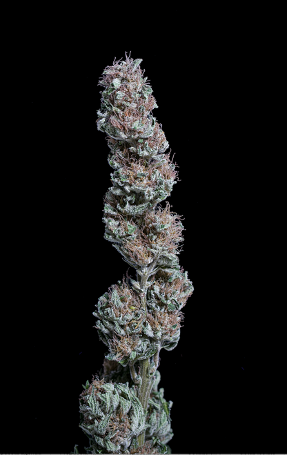 Lola - Semilla Feminizada THC