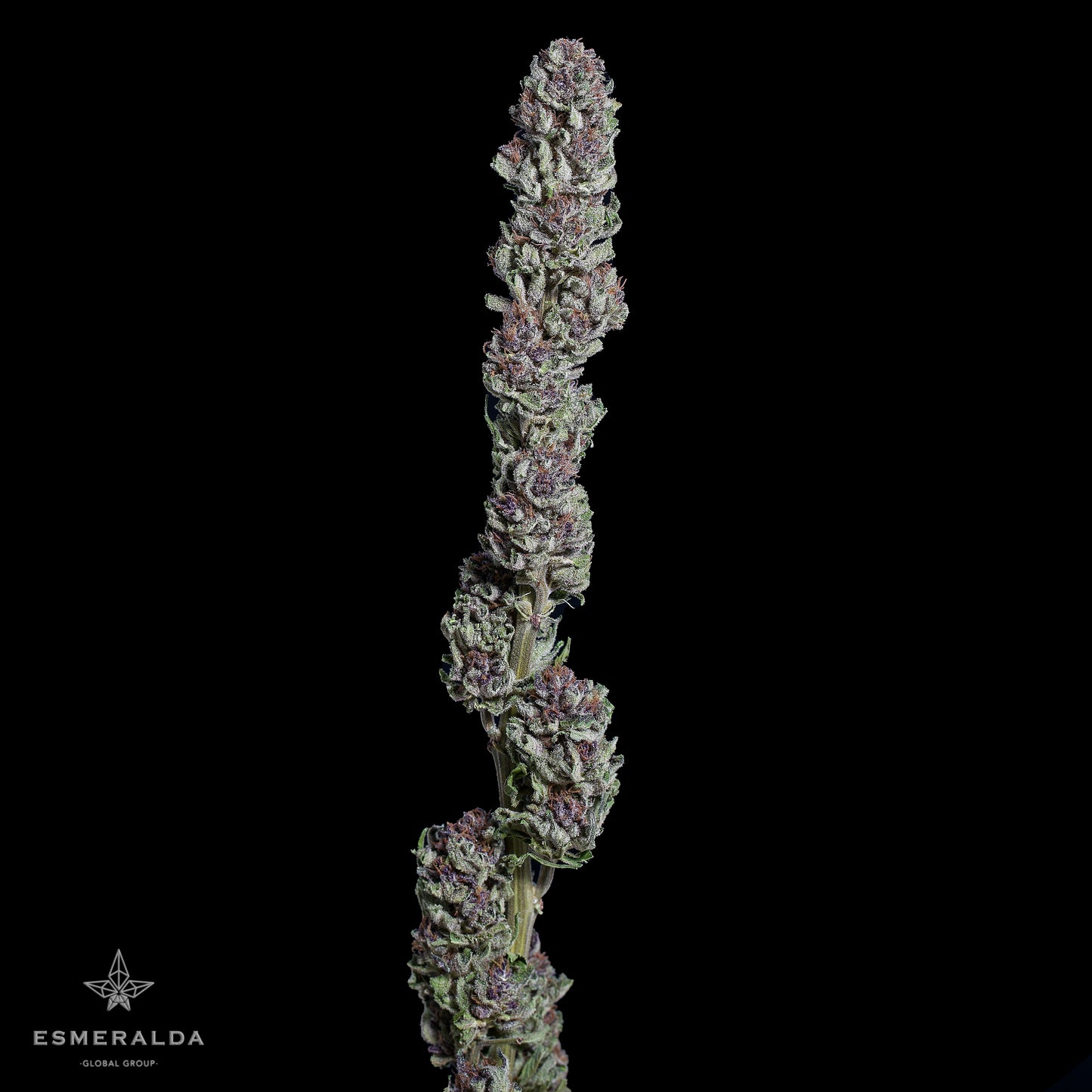 Esmeralda Medicinal 17 – Semillas feminizadas