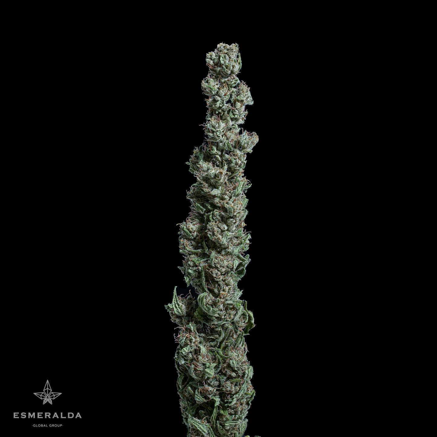 Betty - Semillas Feminizadas THC