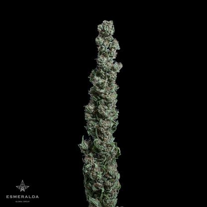 Betty - Semillas Feminizadas THC