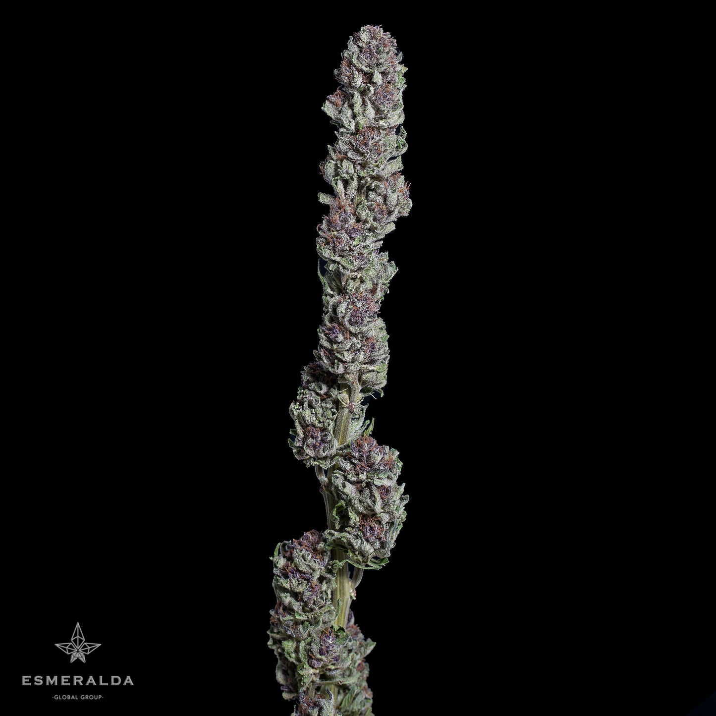 Victoria - Semilla Feminizada THC