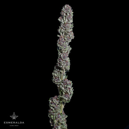 Victoria - Semilla Feminizada THC