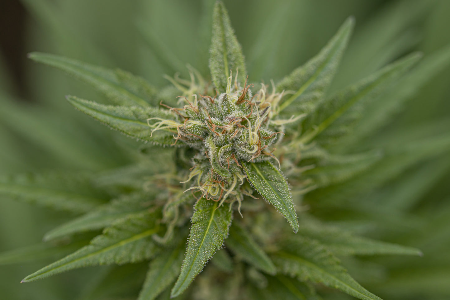 Betty - Semillas Feminizadas THC