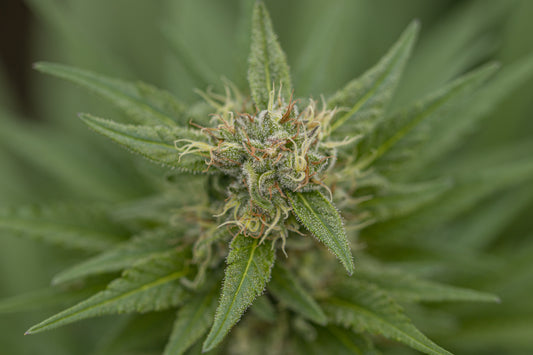 Betty - Semillas Feminizadas THC