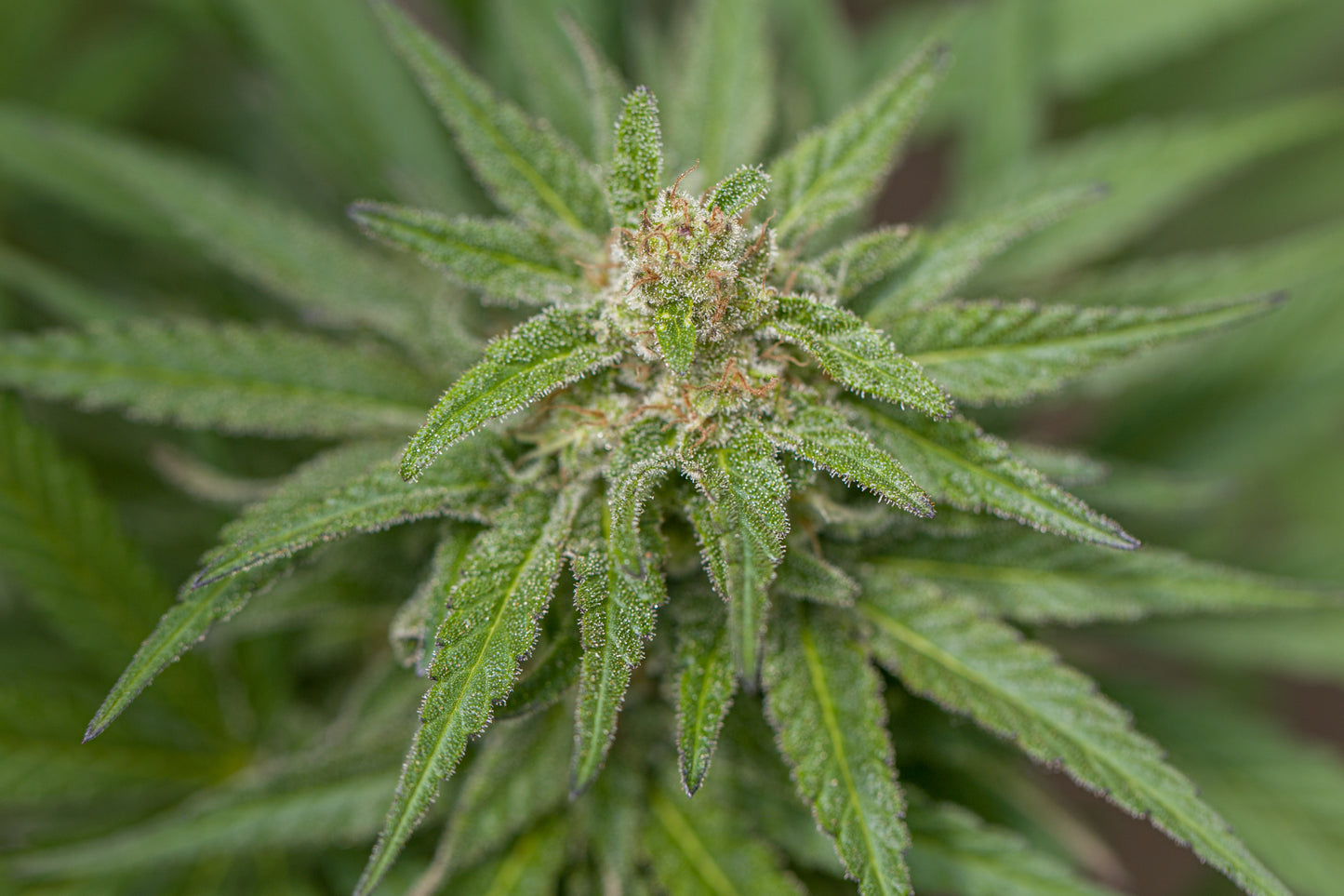 Esmeralda - Semillas Feminizadas THC