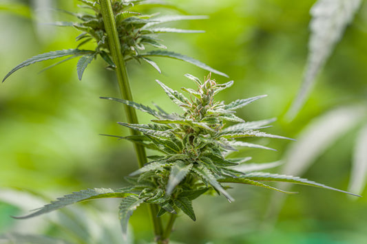 Macarena - Semillas Feminizadas THC