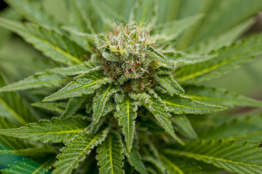 Rebeca - Semillas Feminizadas THC