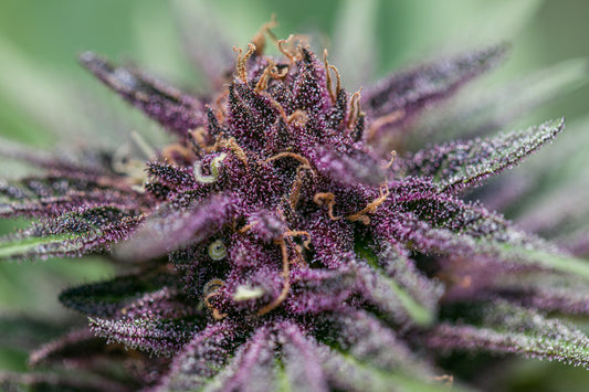 Victoria - Semilla Feminizada THC