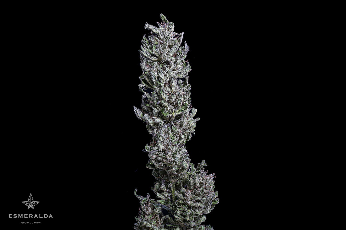 Esmeralda Medicinal 9 – Semillas feminizadas