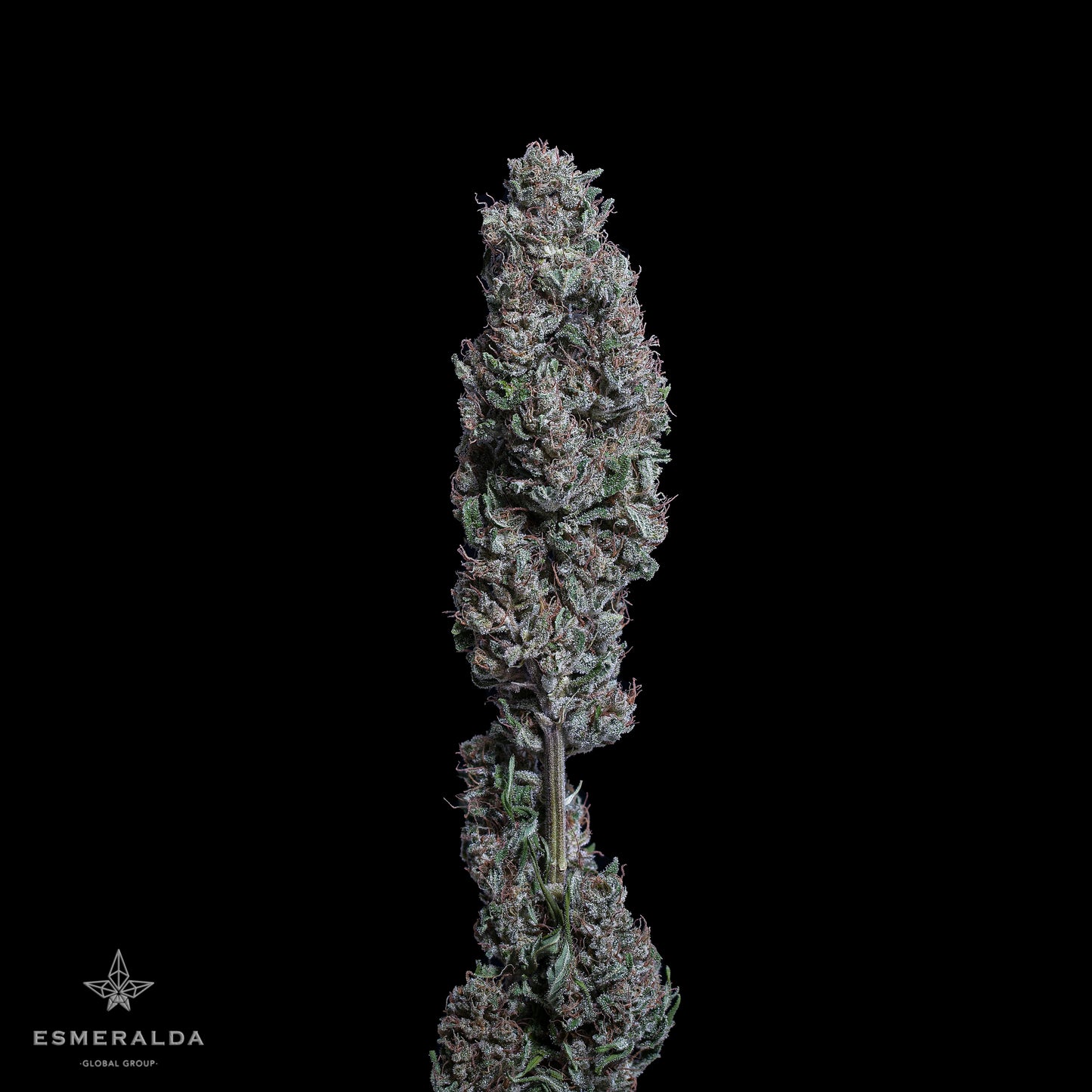 Esmeralda - Semillas Feminizadas THC