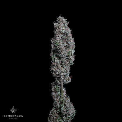 Esmeralda - Semillas Feminizadas THC